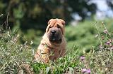 SHAR-PEI 848